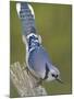 Close-up of Blue Jay on Dead Tree Limb, Rondeau Provincial Park, Ontario, Canada-Arthur Morris-Mounted Photographic Print