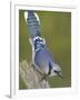 Close-up of Blue Jay on Dead Tree Limb, Rondeau Provincial Park, Ontario, Canada-Arthur Morris-Framed Photographic Print