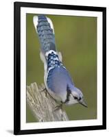 Close-up of Blue Jay on Dead Tree Limb, Rondeau Provincial Park, Ontario, Canada-Arthur Morris-Framed Photographic Print