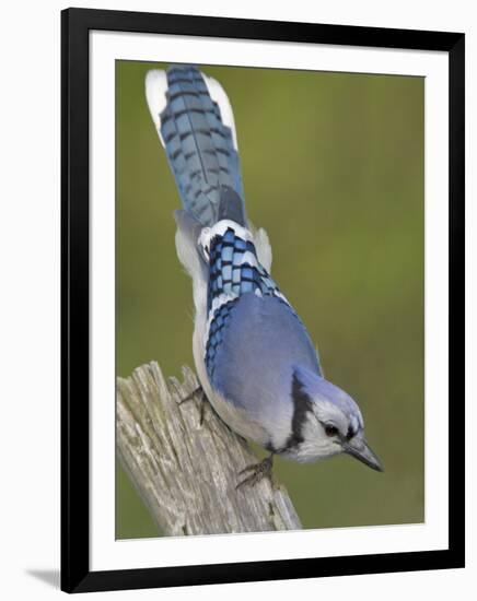 Close-up of Blue Jay on Dead Tree Limb, Rondeau Provincial Park, Ontario, Canada-Arthur Morris-Framed Photographic Print