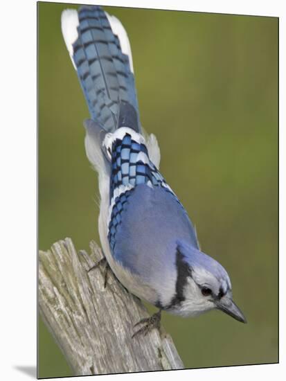 Close-up of Blue Jay on Dead Tree Limb, Rondeau Provincial Park, Ontario, Canada-Arthur Morris-Mounted Photographic Print