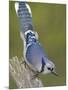 Close-up of Blue Jay on Dead Tree Limb, Rondeau Provincial Park, Ontario, Canada-Arthur Morris-Mounted Photographic Print