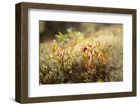 Close-up of blueberry shrub in autumn colors, lichen in the background-Paivi Vikstrom-Framed Photographic Print