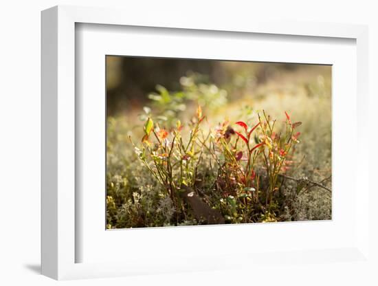 Close-up of blueberry shrub in autumn colors, lichen in the background-Paivi Vikstrom-Framed Photographic Print