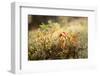 Close-up of blueberry shrub in autumn colors, lichen in the background-Paivi Vikstrom-Framed Photographic Print