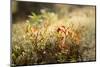 Close-up of blueberry shrub in autumn colors, lichen in the background-Paivi Vikstrom-Mounted Photographic Print