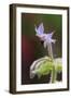 Close Up of Borage-Borago Officinalis-Richard Bryant-Framed Photographic Print