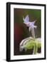 Close Up of Borage-Borago Officinalis-Richard Bryant-Framed Photographic Print