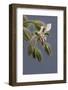 Close up of Borage-Borago Officinalis.-Richard Bryant-Framed Photo