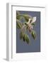 Close up of Borage-Borago Officinalis.-Richard Bryant-Framed Photo