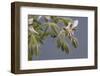 Close up of Borage-Borago Officinalis.-Richard Bryant-Framed Photo