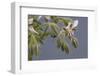 Close up of Borage-Borago Officinalis.-Richard Bryant-Framed Photo