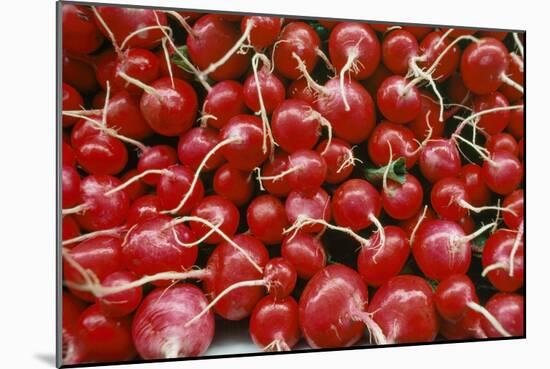 Close-Up of Bright Red Radishes. Tel Aviv Fruit, Vegetable Market, near Yafo in South Tel Aviv, Isr-James L Stanfield-Mounted Giclee Print