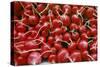 Close-Up of Bright Red Radishes. Tel Aviv Fruit, Vegetable Market, near Yafo in South Tel Aviv, Isr-James L Stanfield-Stretched Canvas