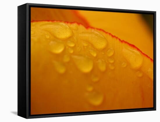 Close-up of Bright Yellow Tulip Petals with Water Droplets-null-Framed Stretched Canvas