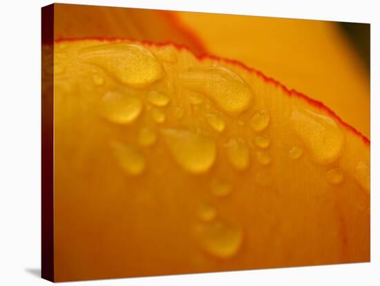 Close-up of Bright Yellow Tulip Petals with Water Droplets-null-Stretched Canvas