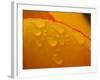 Close-up of Bright Yellow Tulip Petals with Water Droplets-null-Framed Photographic Print