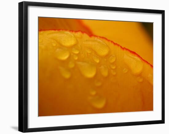 Close-up of Bright Yellow Tulip Petals with Water Droplets-null-Framed Photographic Print