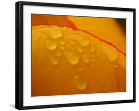 Close-up of Bright Yellow Tulip Petals with Water Droplets-null-Framed Photographic Print