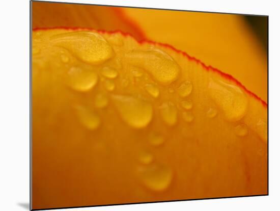 Close-up of Bright Yellow Tulip Petals with Water Droplets-null-Mounted Photographic Print