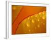 Close-up of Bright Yellow Tulip Petals with Water Droplets-null-Framed Photographic Print