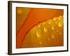 Close-up of Bright Yellow Tulip Petals with Water Droplets-null-Framed Photographic Print