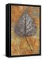 Close Up of Brown and Bleached Autumn or Winter Leaf of Black Poplar or Populus Nigra Tree-Den Reader-Framed Stretched Canvas