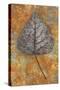 Close Up of Brown and Bleached Autumn or Winter Leaf of Black Poplar or Populus Nigra Tree-Den Reader-Stretched Canvas