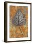 Close Up of Brown and Bleached Autumn or Winter Leaf of Black Poplar or Populus Nigra Tree-Den Reader-Framed Photographic Print