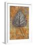 Close Up of Brown and Bleached Autumn or Winter Leaf of Black Poplar or Populus Nigra Tree-Den Reader-Framed Photographic Print