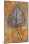 Close Up of Brown and Bleached Autumn or Winter Leaf of Black Poplar or Populus Nigra Tree-Den Reader-Mounted Photographic Print