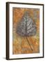 Close Up of Brown and Bleached Autumn or Winter Leaf of Black Poplar or Populus Nigra Tree-Den Reader-Framed Photographic Print