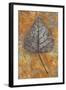 Close Up of Brown and Bleached Autumn or Winter Leaf of Black Poplar or Populus Nigra Tree-Den Reader-Framed Photographic Print