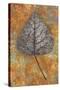 Close Up of Brown and Bleached Autumn or Winter Leaf of Black Poplar or Populus Nigra Tree-Den Reader-Stretched Canvas