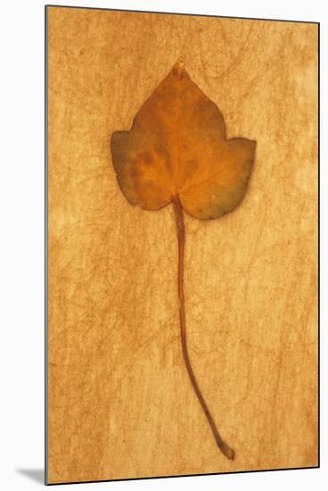 Close Up of Brown Autumn Or Winter Leaf of Ivy Or Hedera Helix Lying On Rough Beige Surface-Den Reader-Mounted Photographic Print