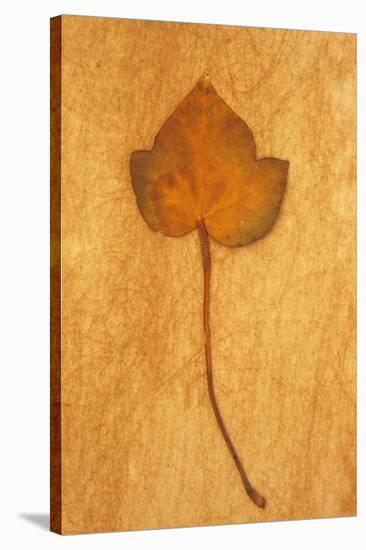Close Up of Brown Autumn Or Winter Leaf of Ivy Or Hedera Helix Lying On Rough Beige Surface-Den Reader-Stretched Canvas