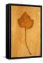 Close Up of Brown Autumn Or Winter Leaf of Ivy Or Hedera Helix Lying On Rough Beige Surface-Den Reader-Framed Stretched Canvas