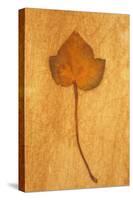 Close Up of Brown Autumn Or Winter Leaf of Ivy Or Hedera Helix Lying On Rough Beige Surface-Den Reader-Stretched Canvas