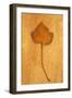 Close Up of Brown Autumn Or Winter Leaf of Ivy Or Hedera Helix Lying On Rough Beige Surface-Den Reader-Framed Photographic Print