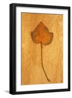 Close Up of Brown Autumn Or Winter Leaf of Ivy Or Hedera Helix Lying On Rough Beige Surface-Den Reader-Framed Photographic Print