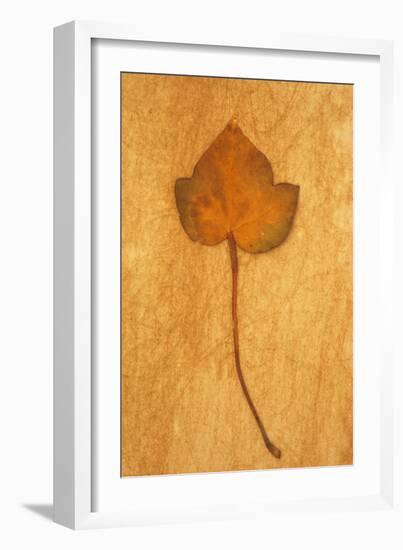 Close Up of Brown Autumn Or Winter Leaf of Ivy Or Hedera Helix Lying On Rough Beige Surface-Den Reader-Framed Photographic Print