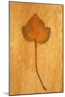 Close Up of Brown Autumn Or Winter Leaf of Ivy Or Hedera Helix Lying On Rough Beige Surface-Den Reader-Mounted Photographic Print