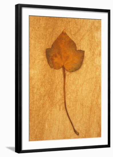 Close Up of Brown Autumn Or Winter Leaf of Ivy Or Hedera Helix Lying On Rough Beige Surface-Den Reader-Framed Photographic Print