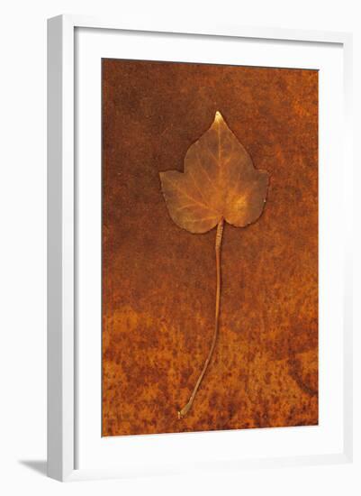 Close Up of Brown Autumn Or Winter Leaf of Ivy Or Hedera Helix Lying On Rusty Metal Sheet-Den Reader-Framed Photographic Print