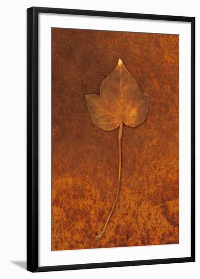 Close Up of Brown Autumn Or Winter Leaf of Ivy Or Hedera Helix Lying On Rusty Metal Sheet-Den Reader-Framed Premium Photographic Print