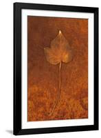 Close Up of Brown Autumn Or Winter Leaf of Ivy Or Hedera Helix Lying On Rusty Metal Sheet-Den Reader-Framed Photographic Print