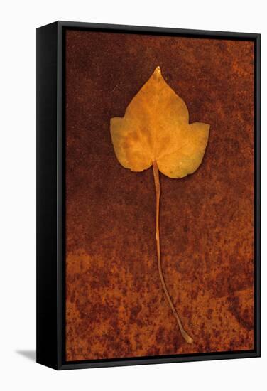 Close Up of Brown Autumn Or Winter Leaf of Ivy Or Hedera Helix Lying On Rusty Metal Sheet-Den Reader-Framed Stretched Canvas