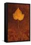 Close Up of Brown Autumn Or Winter Leaf of Ivy Or Hedera Helix Lying On Rusty Metal Sheet-Den Reader-Framed Stretched Canvas