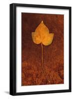 Close Up of Brown Autumn Or Winter Leaf of Ivy Or Hedera Helix Lying On Rusty Metal Sheet-Den Reader-Framed Photographic Print