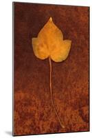 Close Up of Brown Autumn Or Winter Leaf of Ivy Or Hedera Helix Lying On Rusty Metal Sheet-Den Reader-Mounted Photographic Print